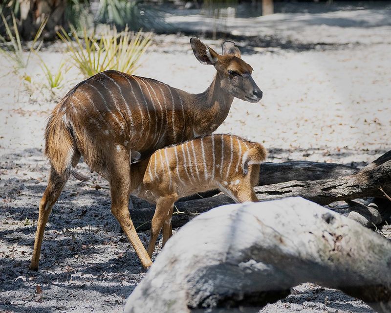 Nursing Nyala