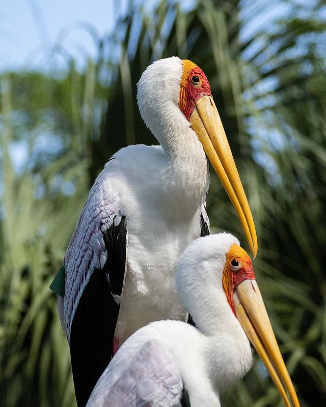 Yellow Billed Storks