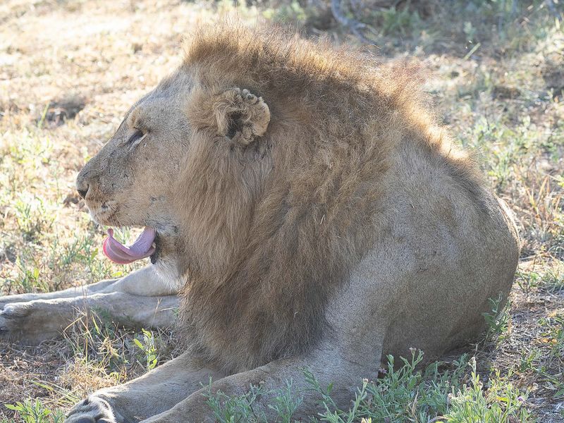 Male Lion