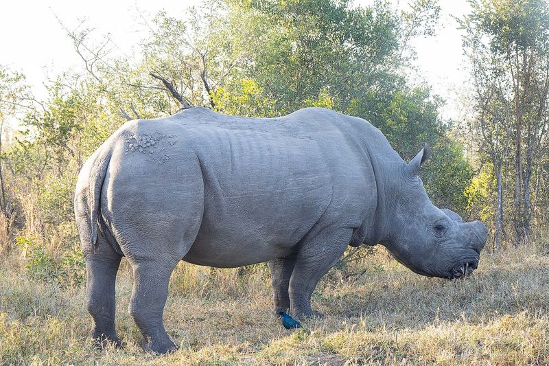 White Rhino