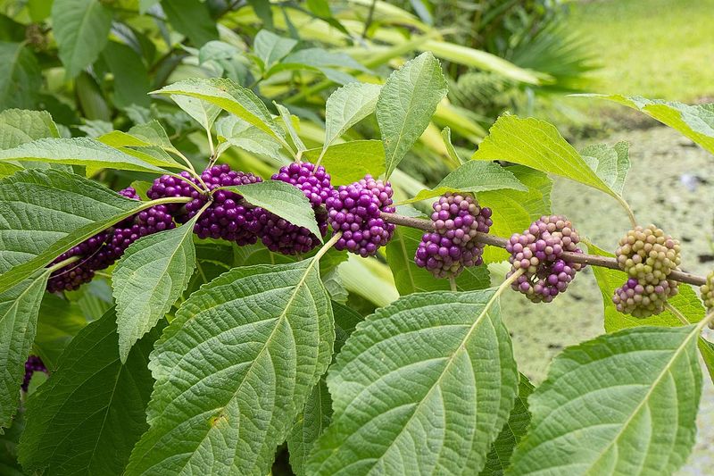 Purple Clumps