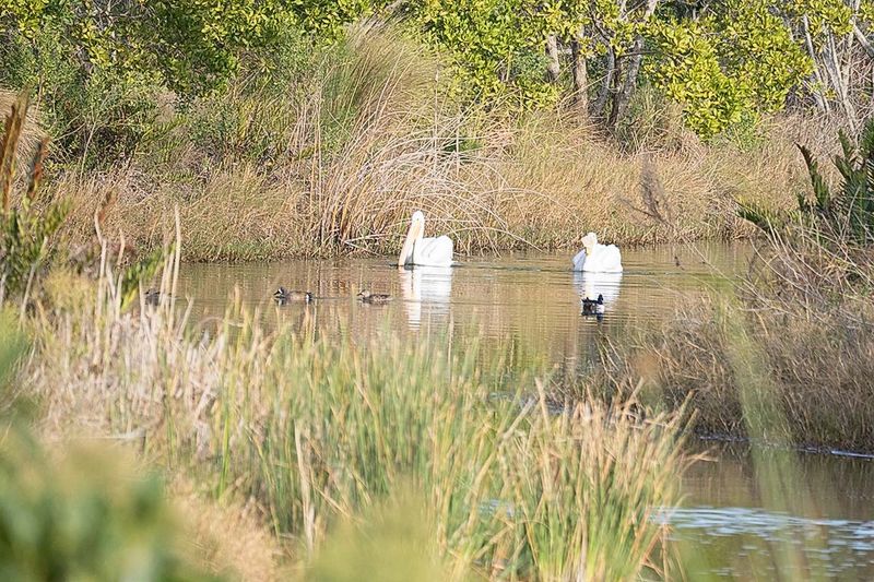White Pelicans n Blue-Wnged Teals