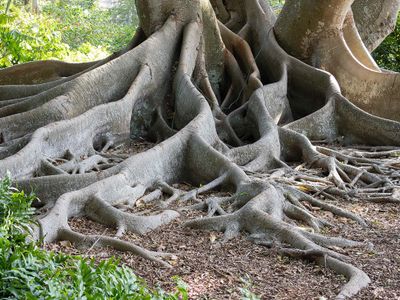 Twisted Roots-010122.jpg