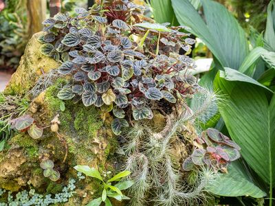 Vines-010058.jpg