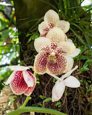 Violet n Cream Orchid-010087.jpg