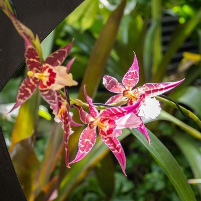 Violet n White Orchid-010081.jpg