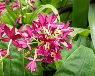 Violet Orchids-010104.jpg
