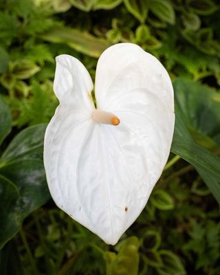 White Heart Shaped Bloom-010038.jpg
