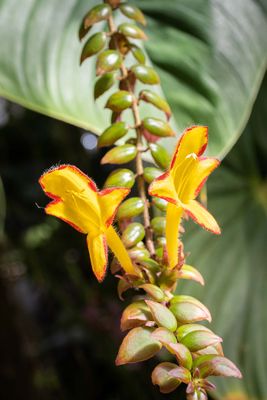 Yellow n Red Orchid-010072.jpg