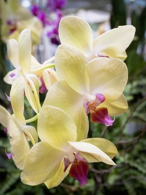Yellow Orchid-010018.jpg