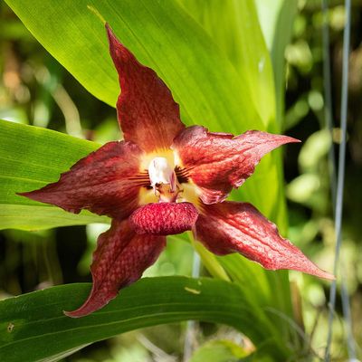 Red Star Orchid