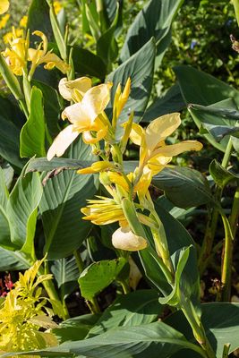 Tall Yellow Flower