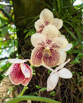 Violet n Cream Orchid