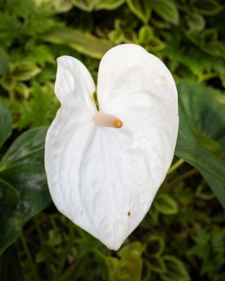 White Heart Shaped Bloom