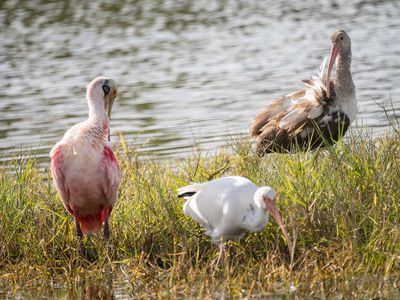 Spoonbill n Ibises