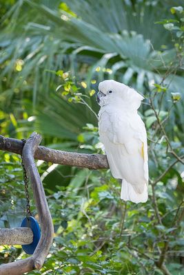 Cockatoo