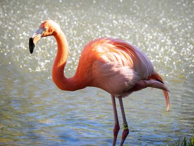 Flamingo Posing