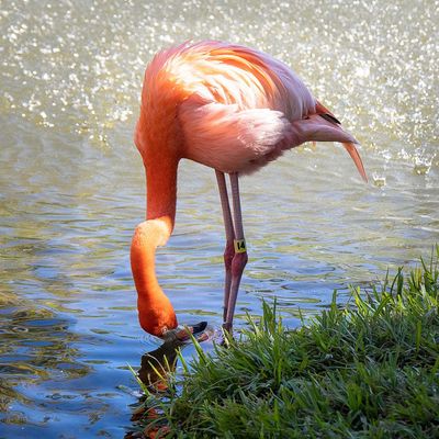 Flamingo Skimming for Food