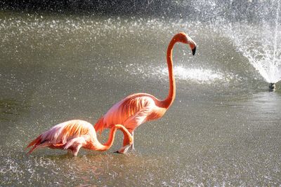 Flamingos by Fountain