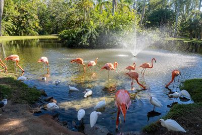 Flamingos in Pond