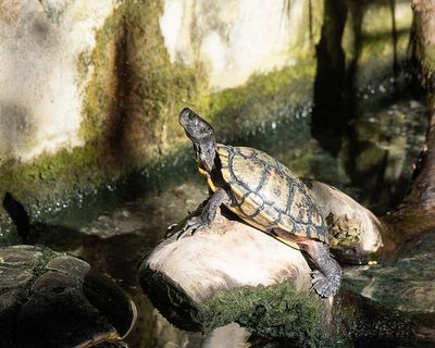 Turtle on Rock