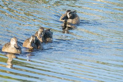 4 Blue Wng Teals