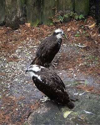 2 Ospreys