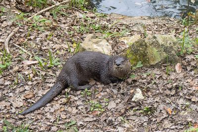 River Otter