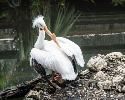 White Pelican Posing over Shoulder