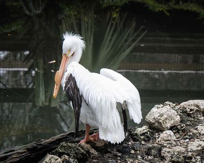 White Pelican Posing