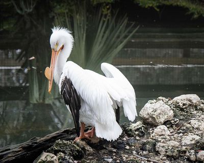 White Pelican Posing