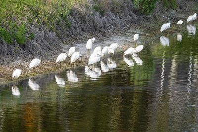 Long Line of Snowy Egrets
