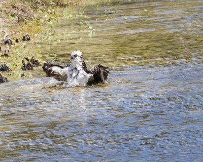Osprey Bathing