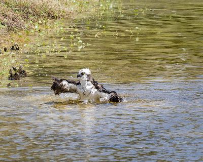 Osprey Bathing