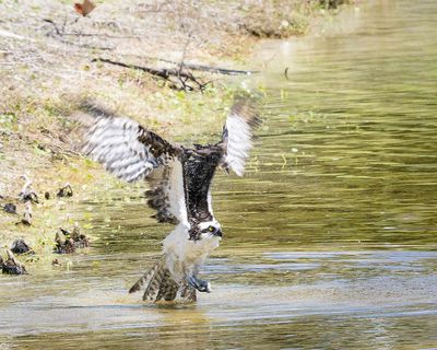 Osprey Taking Off