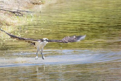 Osprey Taking Off