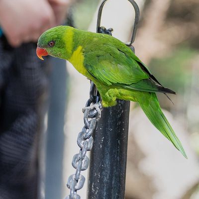 Green Lorikeet