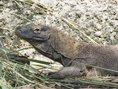 Komodo Dragon