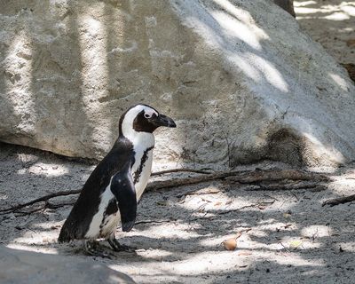 African Penguin