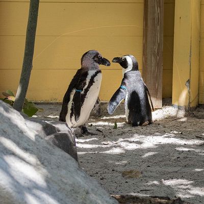 African Penguins