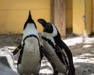 African Penguins