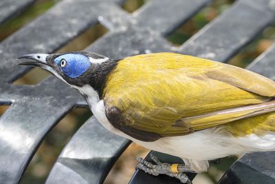 Blue Faced Honeyeater