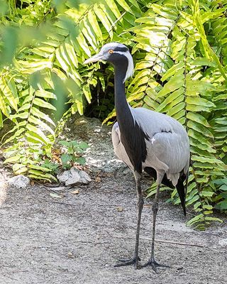 Demoiselle Crane