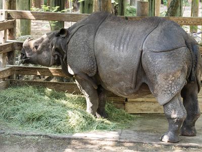 Feeding Rhino