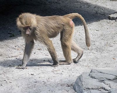 Young Baboon