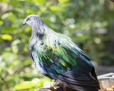 Nicobar Pigeon