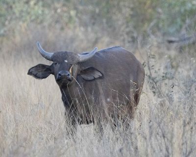 Buffalo Calf