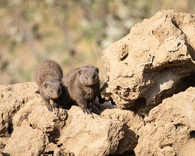 Dwarf Mongoose