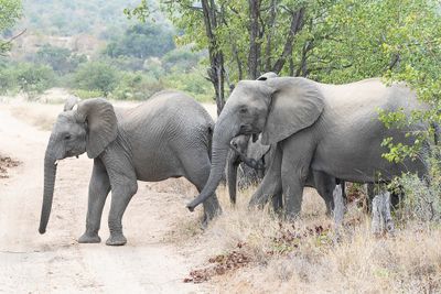 Elephants