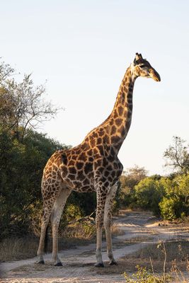 Giraffe